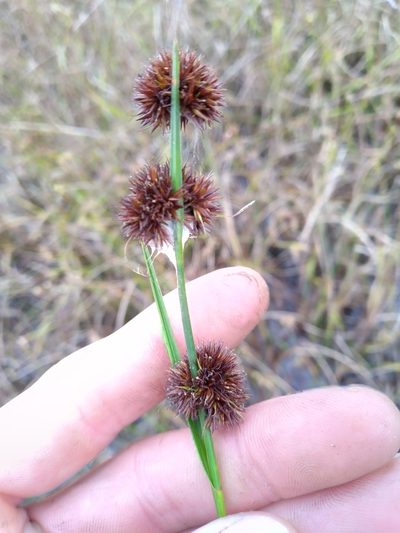 Rhynchospora cephalantha, photographed by Scott Ward