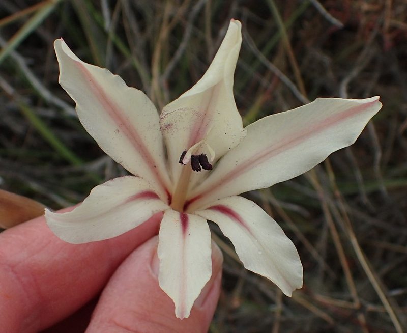 Gladiolus grandiflorus, photographed by Nicola van Berkel