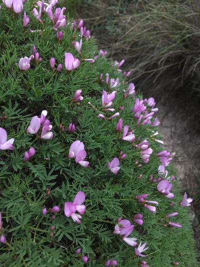 Onobrychis cornuta, photographed by Павлик Лисицын