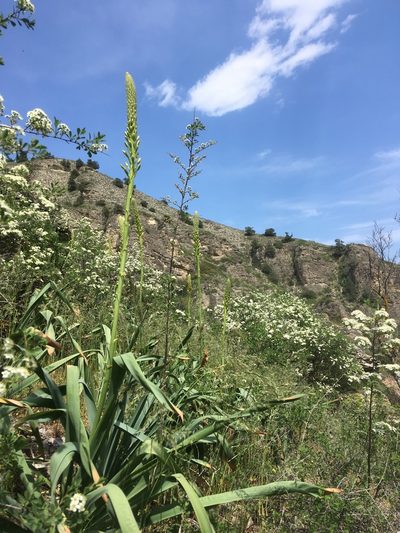 Eremurus spectabilis, photographed by Павлик Лисицын