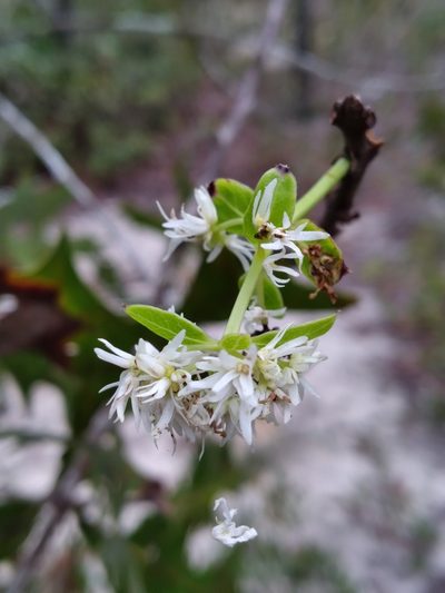 Chionanthus pygmaeus, photographed by Scott Ward