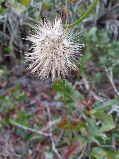Liatris ohlingerae, photographed by Scott Ward