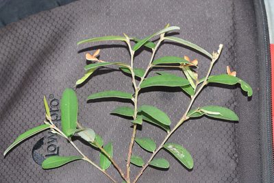 Tephrosia tinctoria, photographed by S.MORE