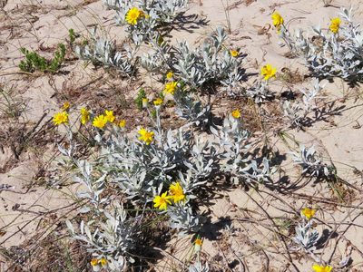 Senecio crassiflorus, photographed by Rafael Tosi