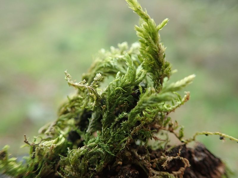 Neckera californica, photographed by Randal