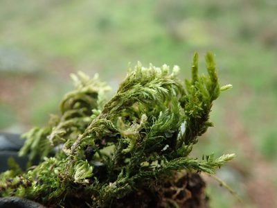 Neckera californica, photographed by Randal