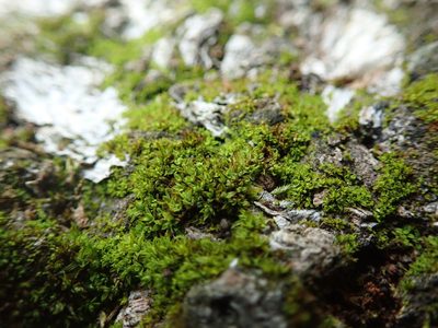 Syntrichia laevipila, photographed by Randal