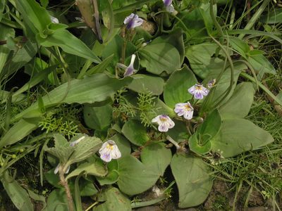 Craterostigma plantagineum, photographed by Oleg Kosterin