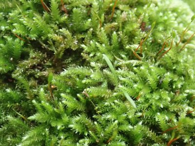 Eurhynchiastrum pulchellum, photographed by Randal