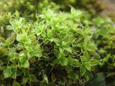 Syntrichia princeps, photographed by Randal