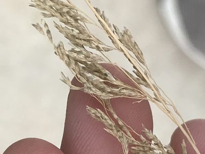Eragrostis lehmanniana, photographed by Luke Padon