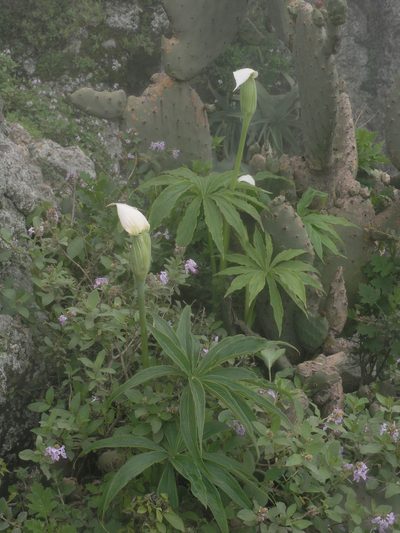 Arisaema enneaphyllum, photographed by Oleg Kosterin