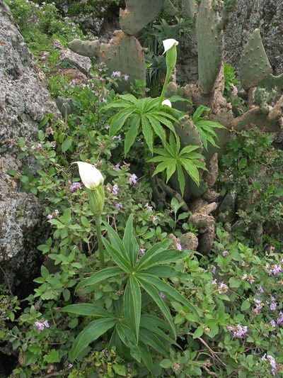 Arisaema enneaphyllum, photographed by Oleg Kosterin