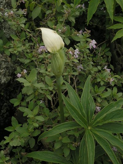 Arisaema enneaphyllum, photographed by Oleg Kosterin
