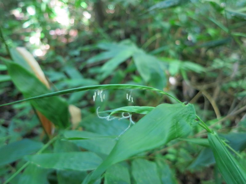 Humbertochloa bambusiuscula, photographed by bat (Maria Vorontsova)