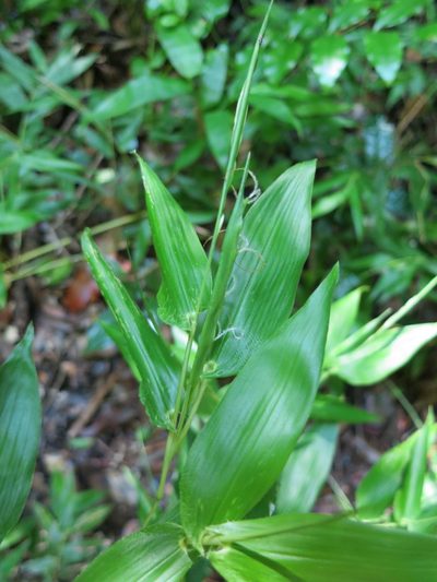 Humbertochloa bambusiuscula, photographed by bat (Maria Vorontsova)