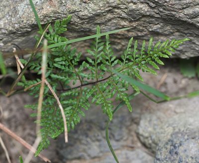Cheilanthes tenuifolia, photographed by portioid