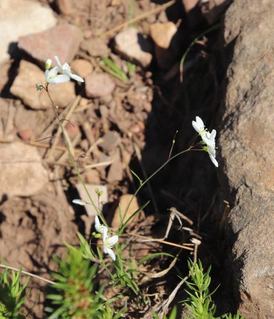 Heliophila diffusa, photographed by Tony Rebelo