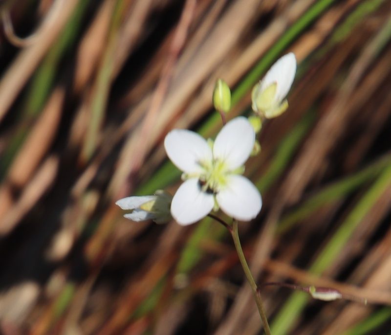 Heliophila diffusa, photographed by Tony Rebelo