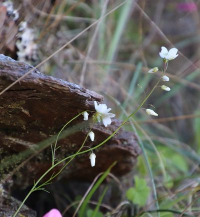 Heliophila diffusa, photographed by Tony Rebelo