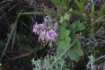 Pelargonium papilionaceum, photographed by Tony Rebelo