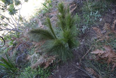 Restio subverticillatus, photographed by Tony Rebelo