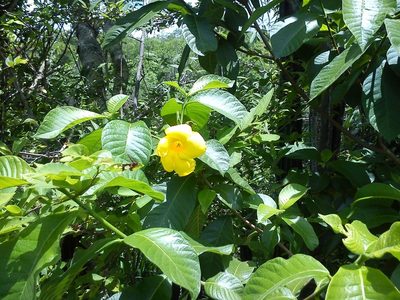 Tabernaemontana glabra, photographed by Tereso Hernández Morales
