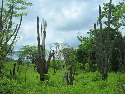Cephalocereus scoparius, photographed by Tereso Hernández Morales