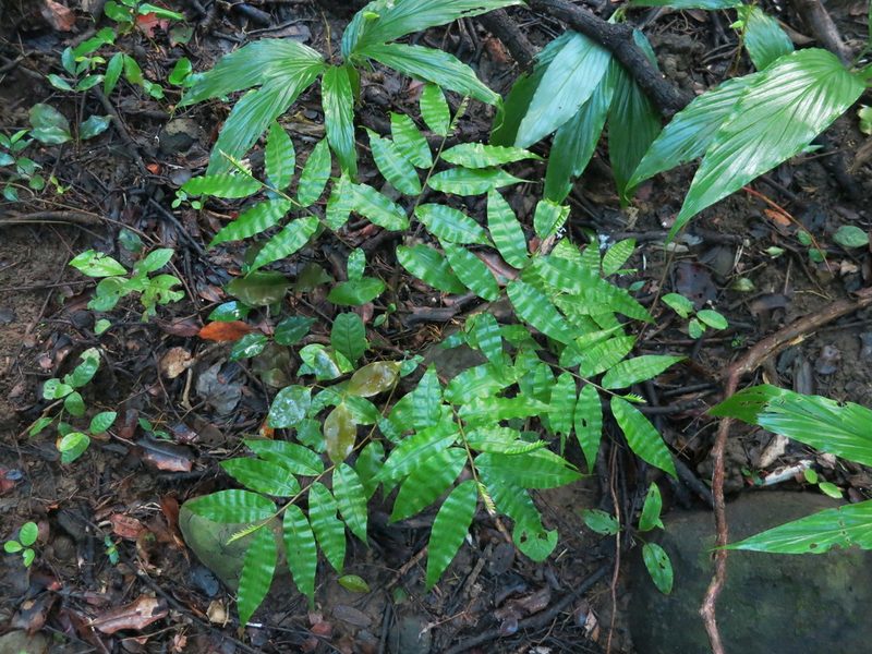 Chasechloa madagascariensis, photographed by bat (Maria Vorontsova)