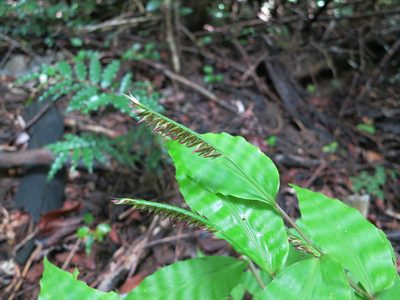 Chasechloa madagascariensis, photographed by bat (Maria Vorontsova)