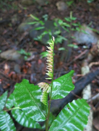 Chasechloa madagascariensis, photographed by bat (Maria Vorontsova)