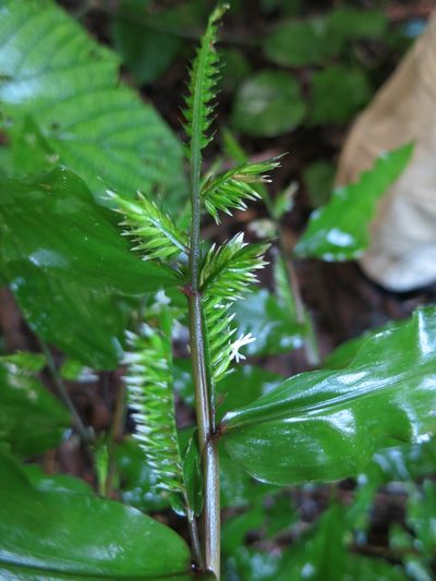 Chasechloa madagascariensis, photographed by bat (Maria Vorontsova)