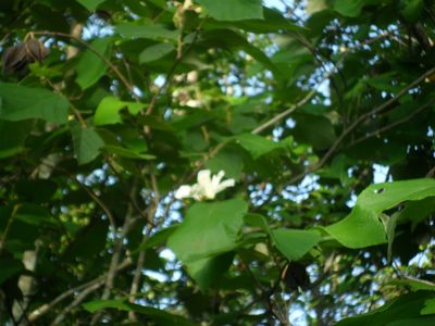 Luehea candida, photographed by Tereso Hernández Morales