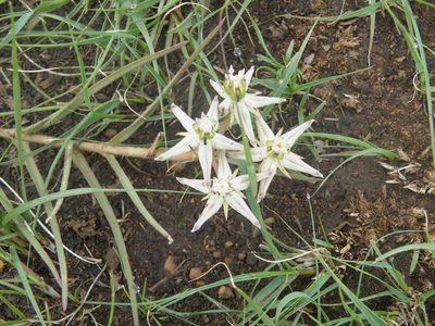 Asclepias eminens, photographed by Antoinette Eyssell Knox