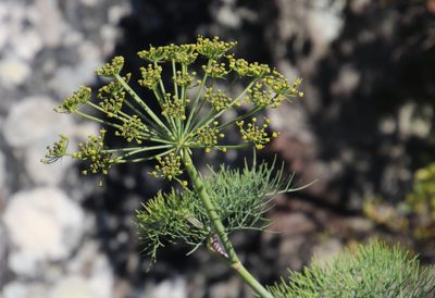 Notobubon capense, photographed by Tony Rebelo