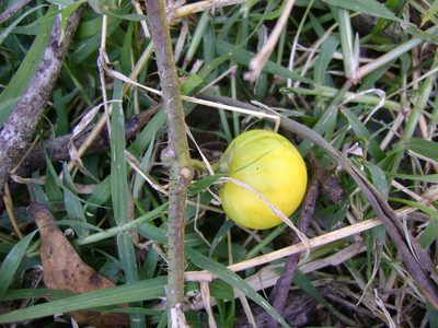 Solanum myriacanthum, photographed by Tereso Hernández Morales