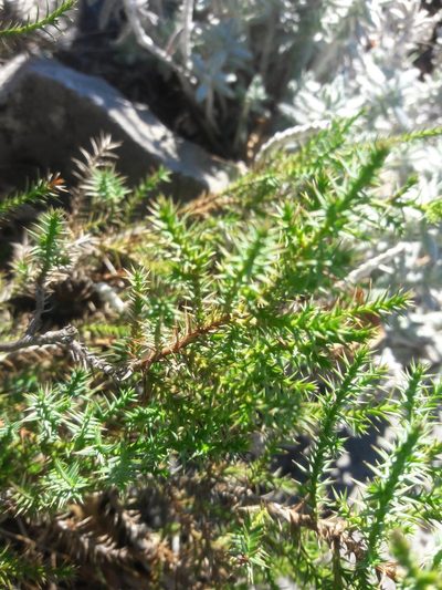 Juniperus thurifera, photographed by Bastien Alegot