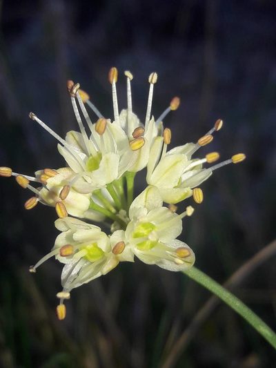 Allium ericetorum, photographed by Bastien Alegot
