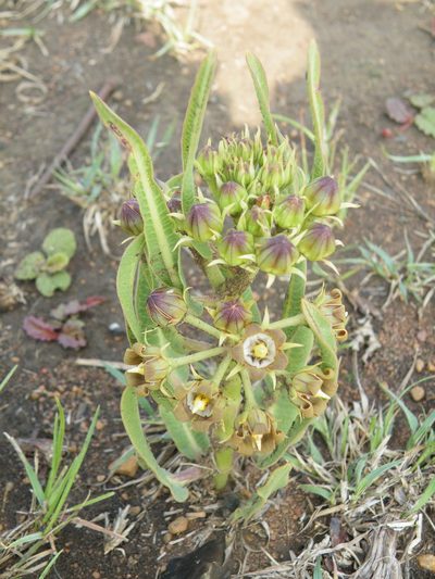 Parapodium costatum, photographed by Antoinette Eyssell Knox
