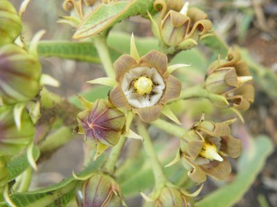 Parapodium costatum, photographed by Antoinette Eyssell Knox