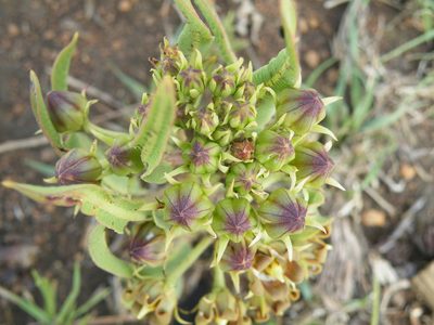 Parapodium costatum, photographed by Antoinette Eyssell Knox