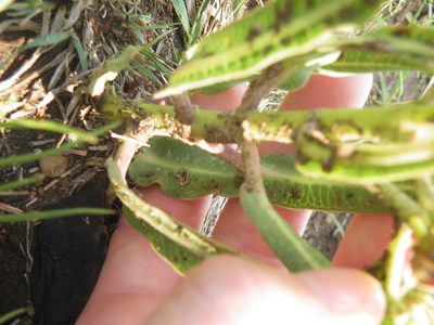 Parapodium costatum, photographed by Antoinette Eyssell Knox
