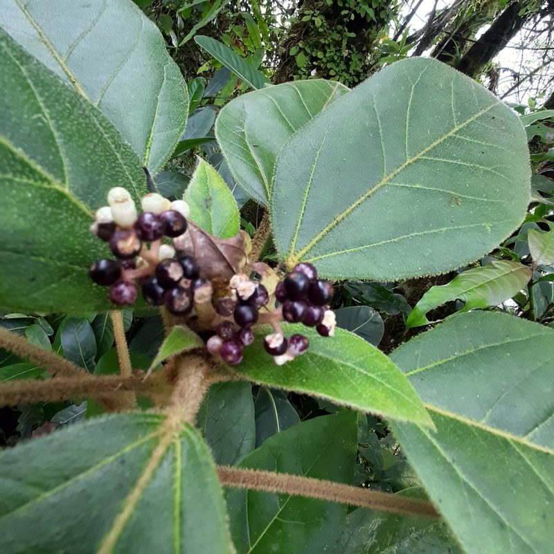 Oreopanax oerstedianus, photographed by Arthur de Jesús Chavarría Pérez