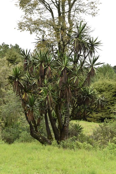 Yucca jaliscensis, photographed by Alan Rockefeller