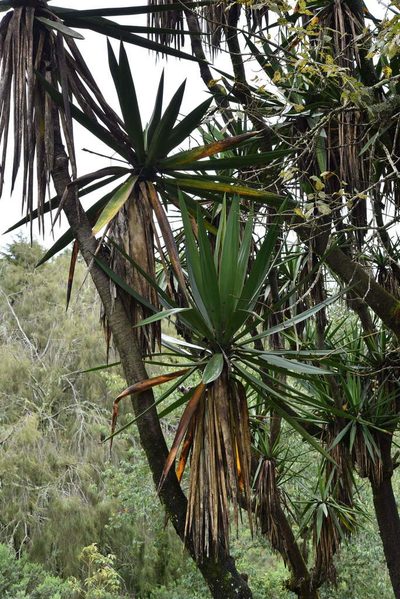 Yucca jaliscensis, photographed by Alan Rockefeller