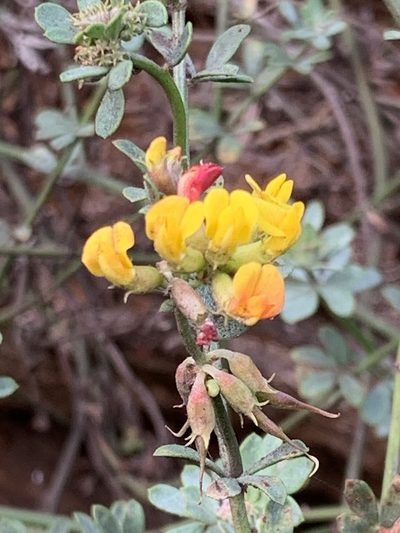 Acmispon junceus, photographed by Leah Gardner