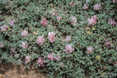 Trifolium andersonii, photographed by Tim Messick