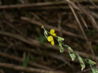 Crotalaria albida, photographed by Jacy Chen