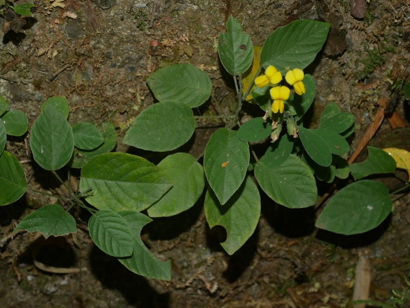 Crotalaria albida, photographed by Jacy Chen