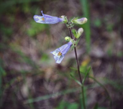 Penstemon gracilis, photographed by aarongunnar